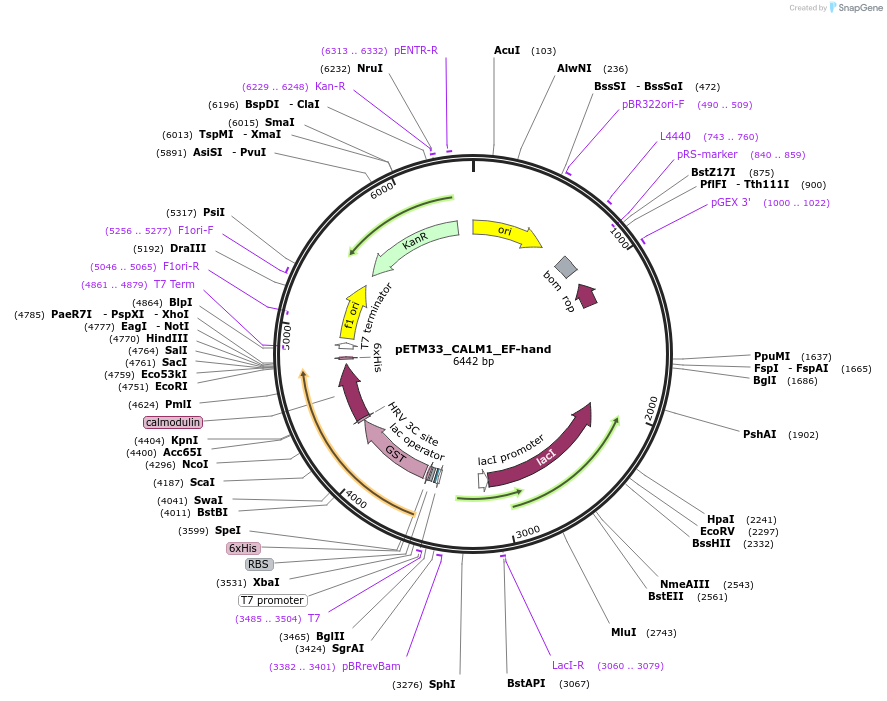 178468-plasmid-map-sequence-id-357301