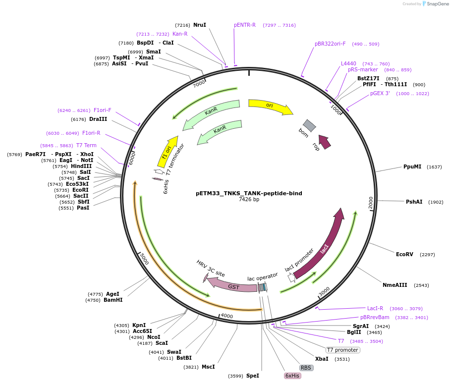 178489-plasmid-map-sequence-id-357305
