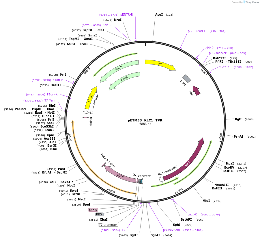 178477-plasmid-map-sequence-id-357306