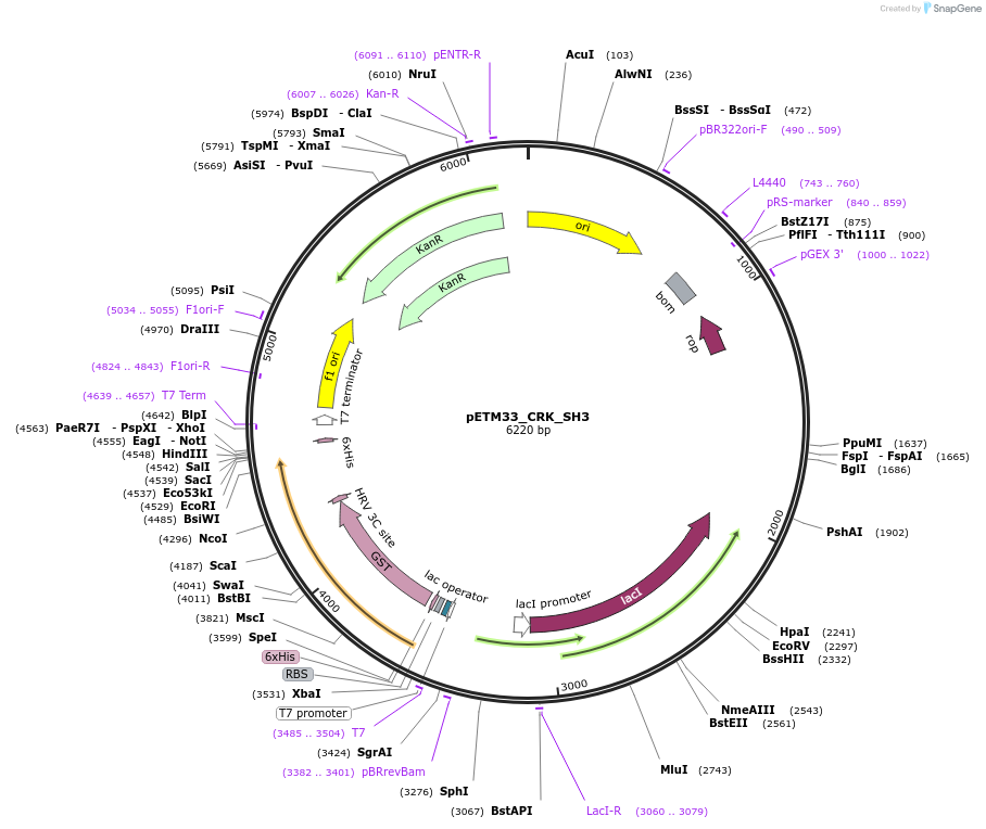 178472-plasmid-map-sequence-id-357307