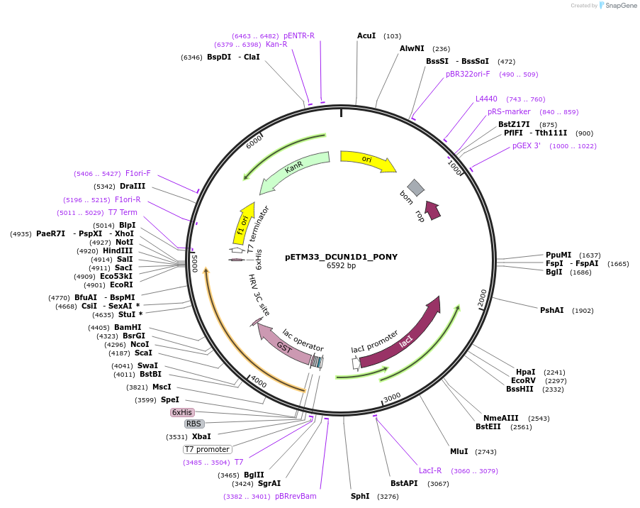 178473-plasmid-map-sequence-id-357308