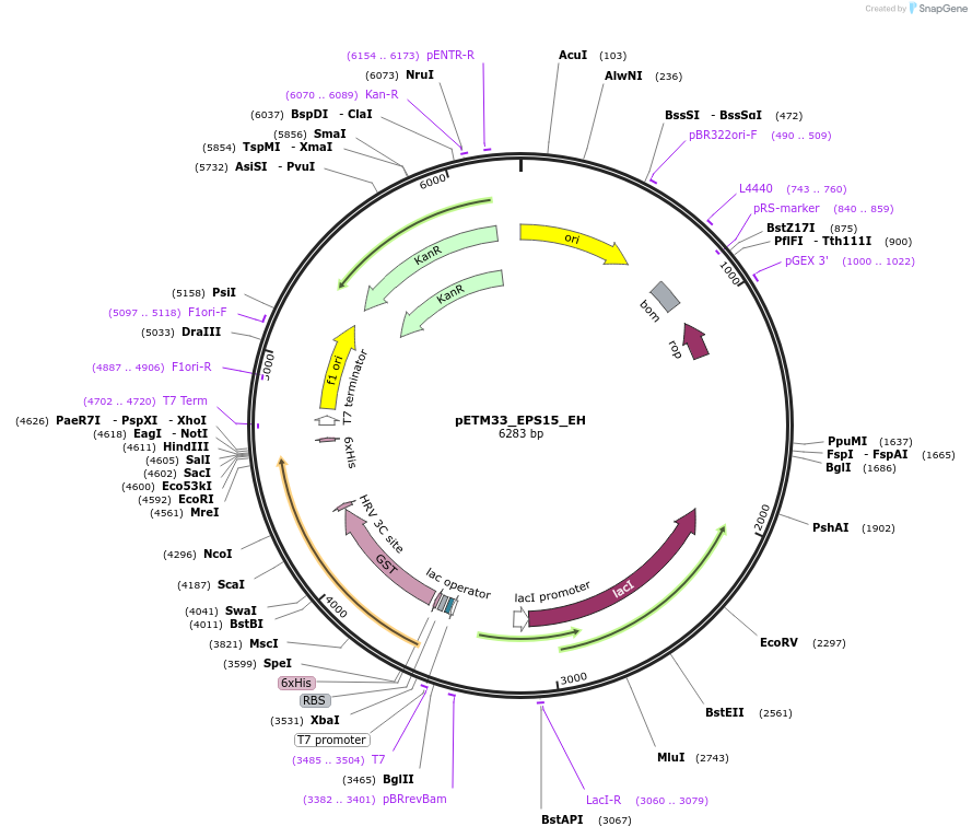 178475-plasmid-map-sequence-id-357309