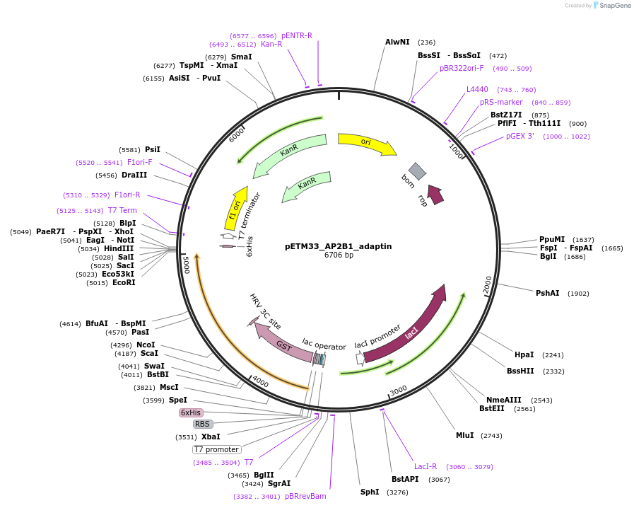 178467-plasmid-map-sequence-id-357311