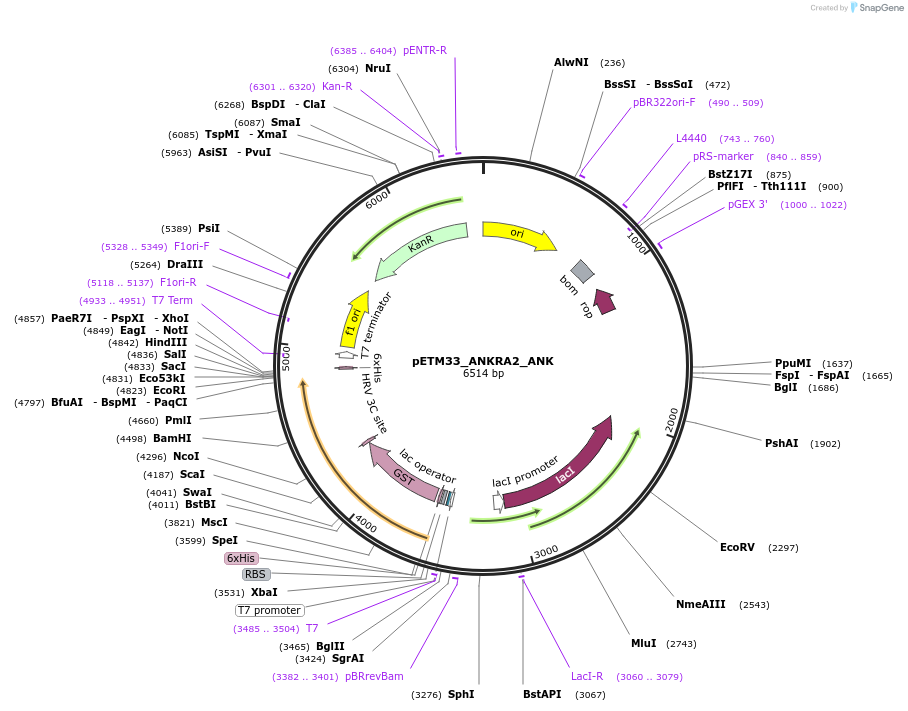178466-plasmid-map-sequence-id-357313