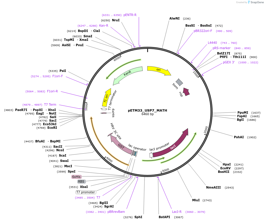 178490-plasmid-map-sequence-id-357317