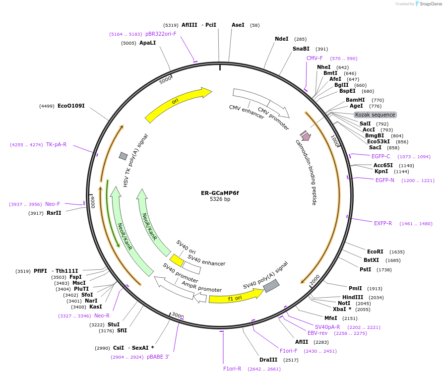 182548-plasmid-map-sequence-id-357328