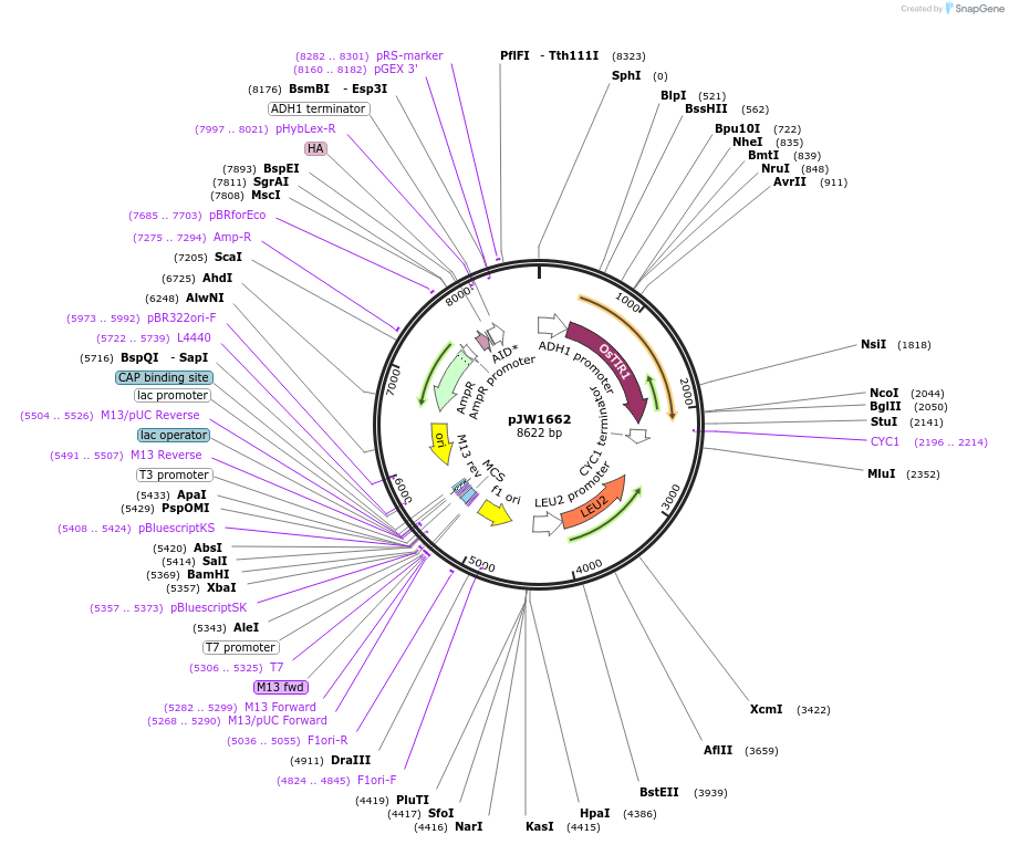112050-plasmid-map-sequence-id-357329