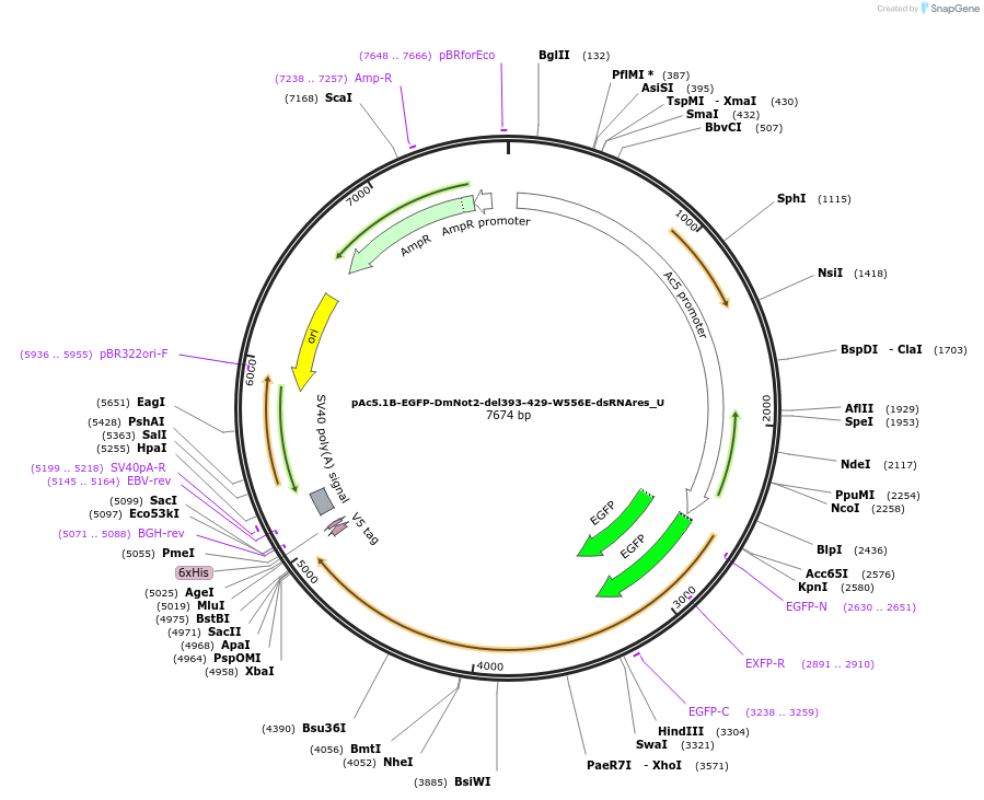 147698-plasmid-map-sequence-id-357406