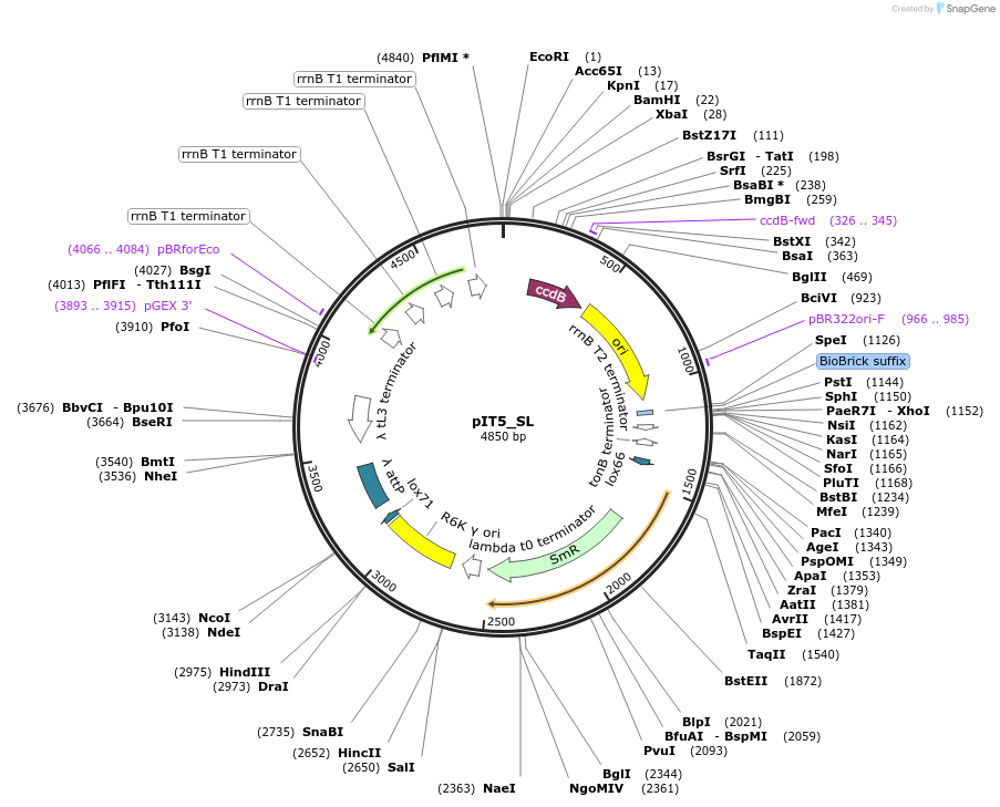 173769-plasmid-map-sequence-id-357425