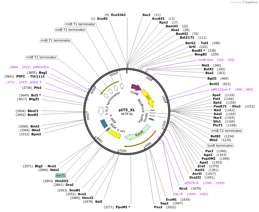 173770-plasmid-map-sequence-id-357426