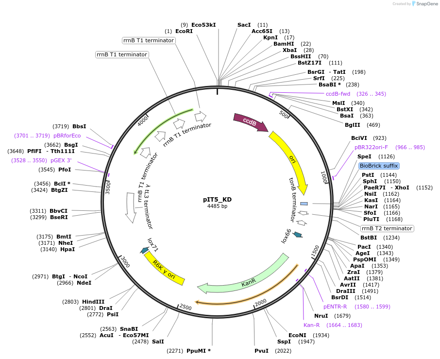 173771-plasmid-map-sequence-id-357429