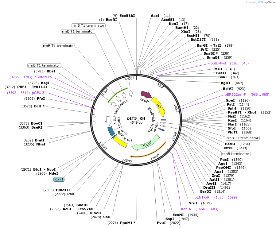 173772-plasmid-map-sequence-id-357430