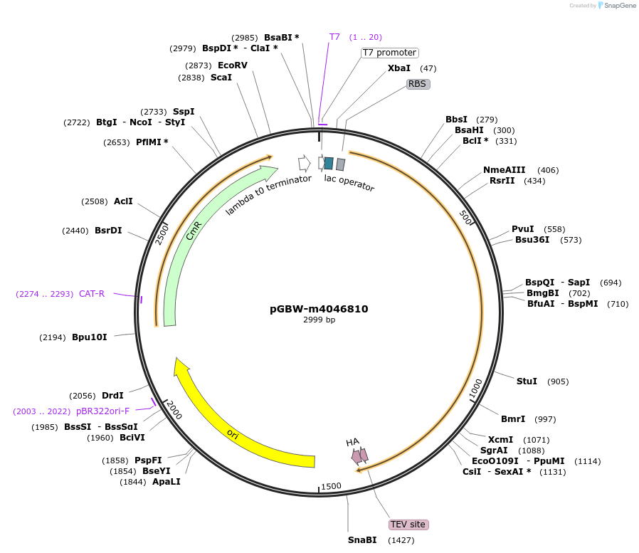 149251-plasmid-map-sequence-id-357431