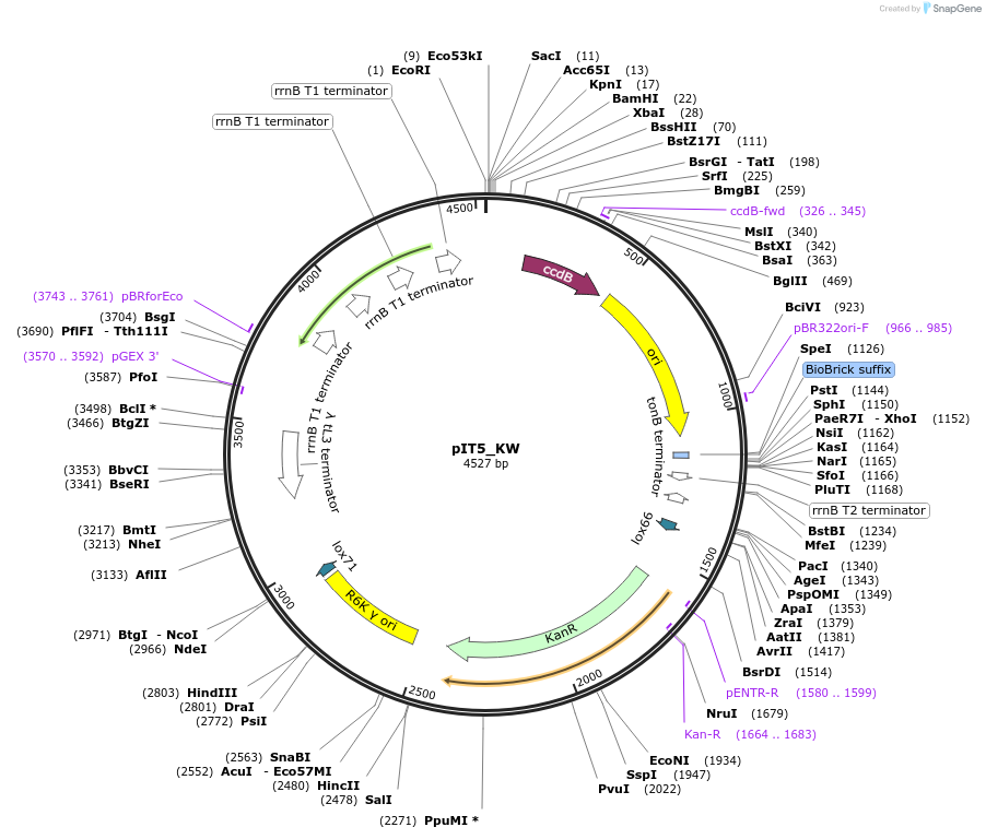 173776-plasmid-map-sequence-id-357432