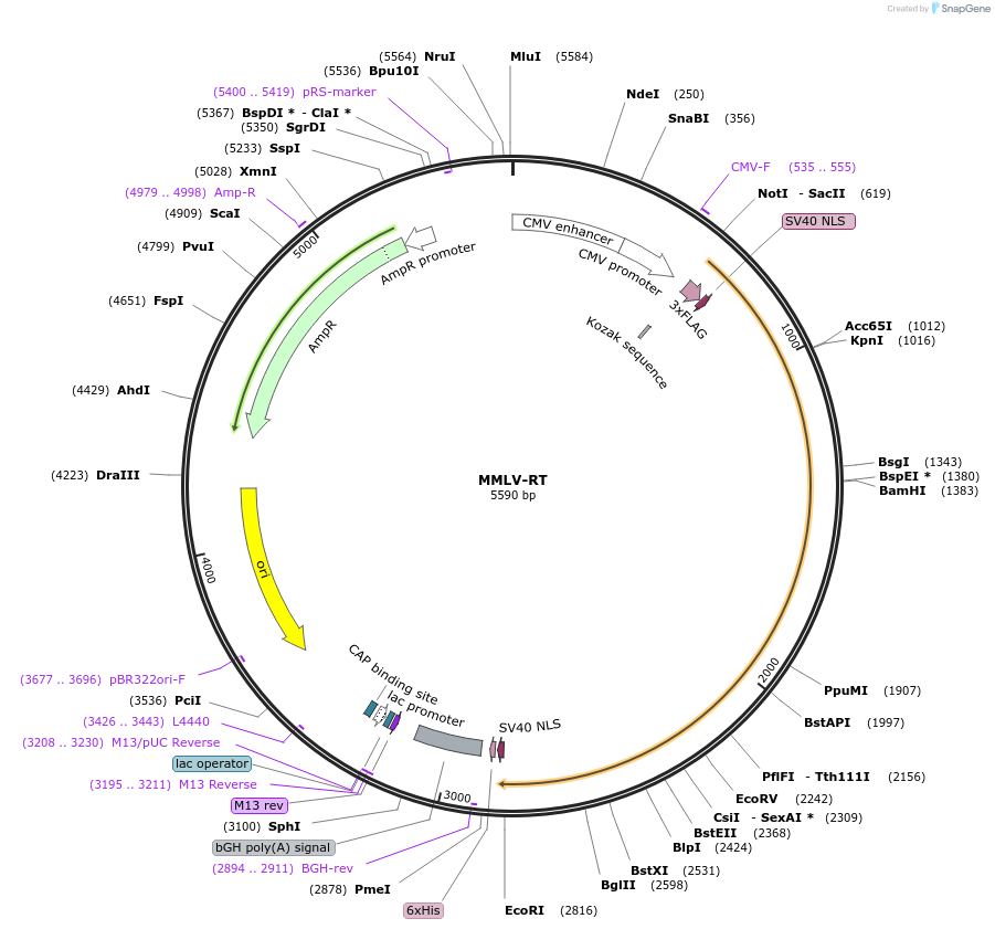 181801-plasmid-map-sequence-id-357437