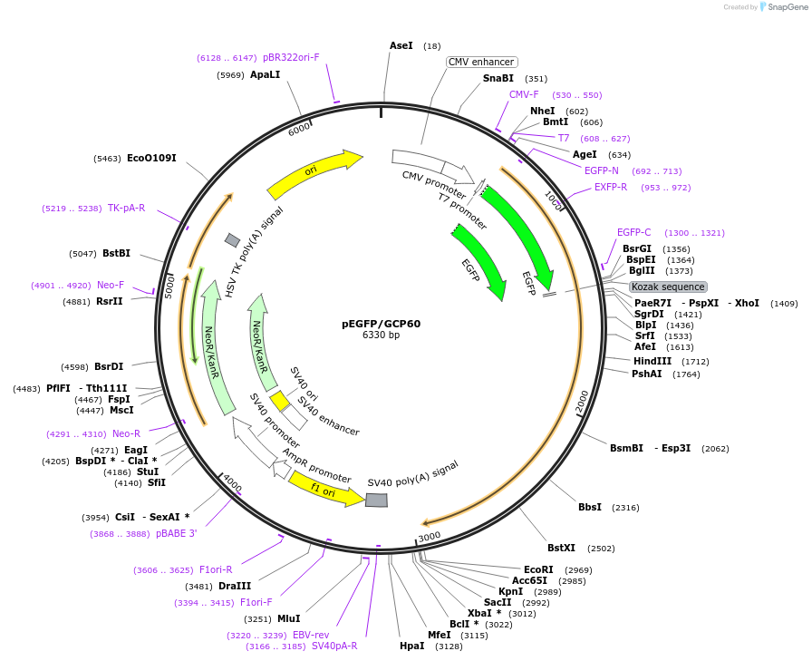 180633-plasmid-map-sequence-id-357440