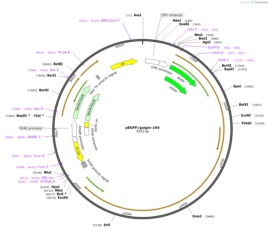 180630-plasmid-map-sequence-id-357441
