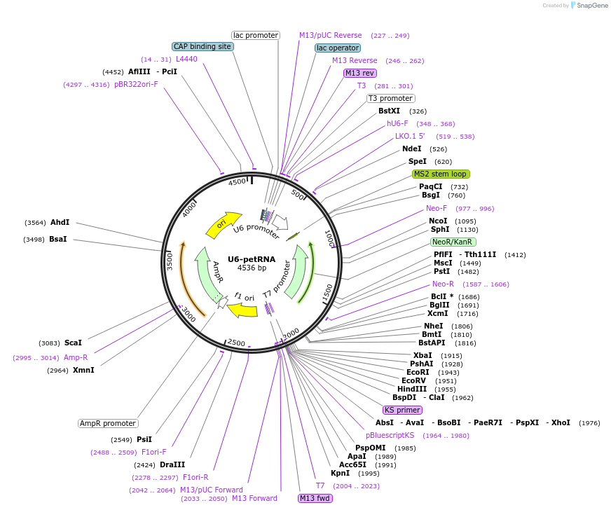 181802-plasmid-map-sequence-id-357443