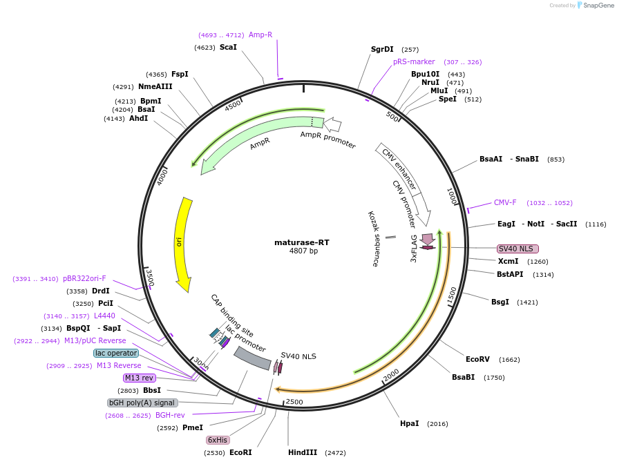 181805-plasmid-map-sequence-id-357444