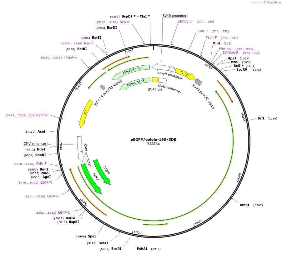 180631-plasmid-map-sequence-id-357445