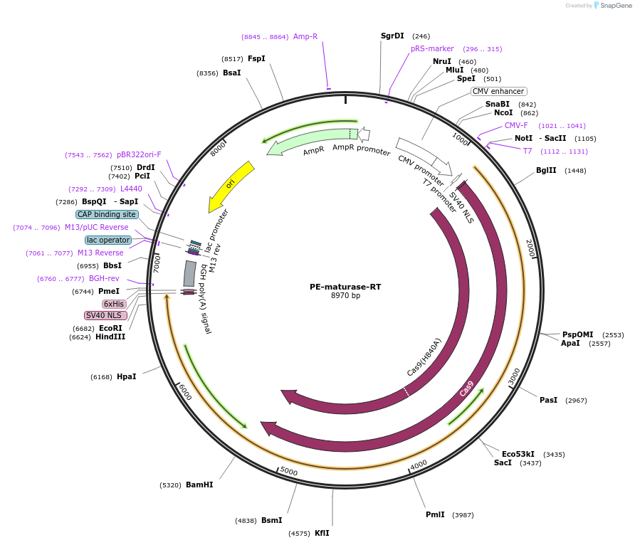 181807-plasmid-map-sequence-id-357446