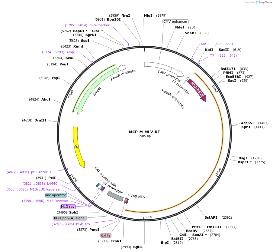181799-plasmid-map-sequence-id-357448