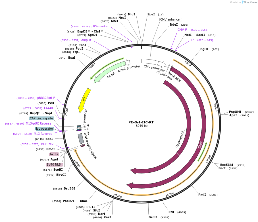 181808-plasmid-map-sequence-id-357452