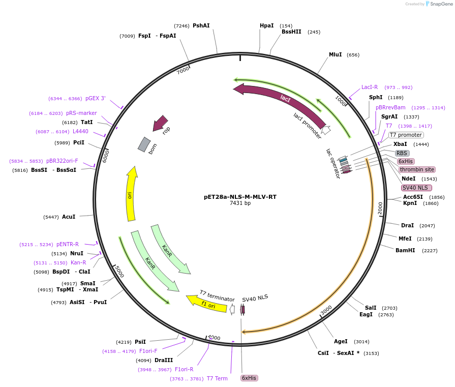 181804-plasmid-map-sequence-id-357453