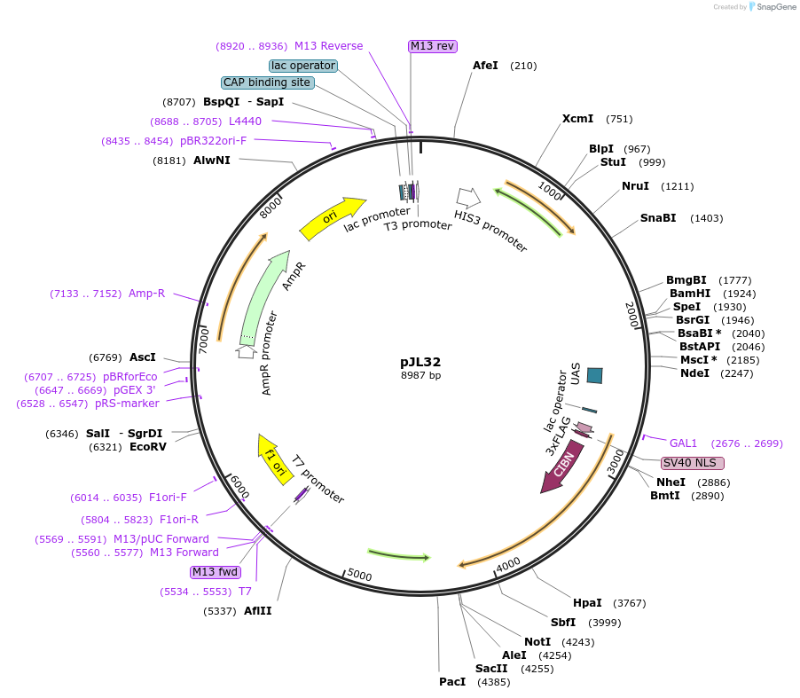 174066-plasmid-map-sequence-id-357458