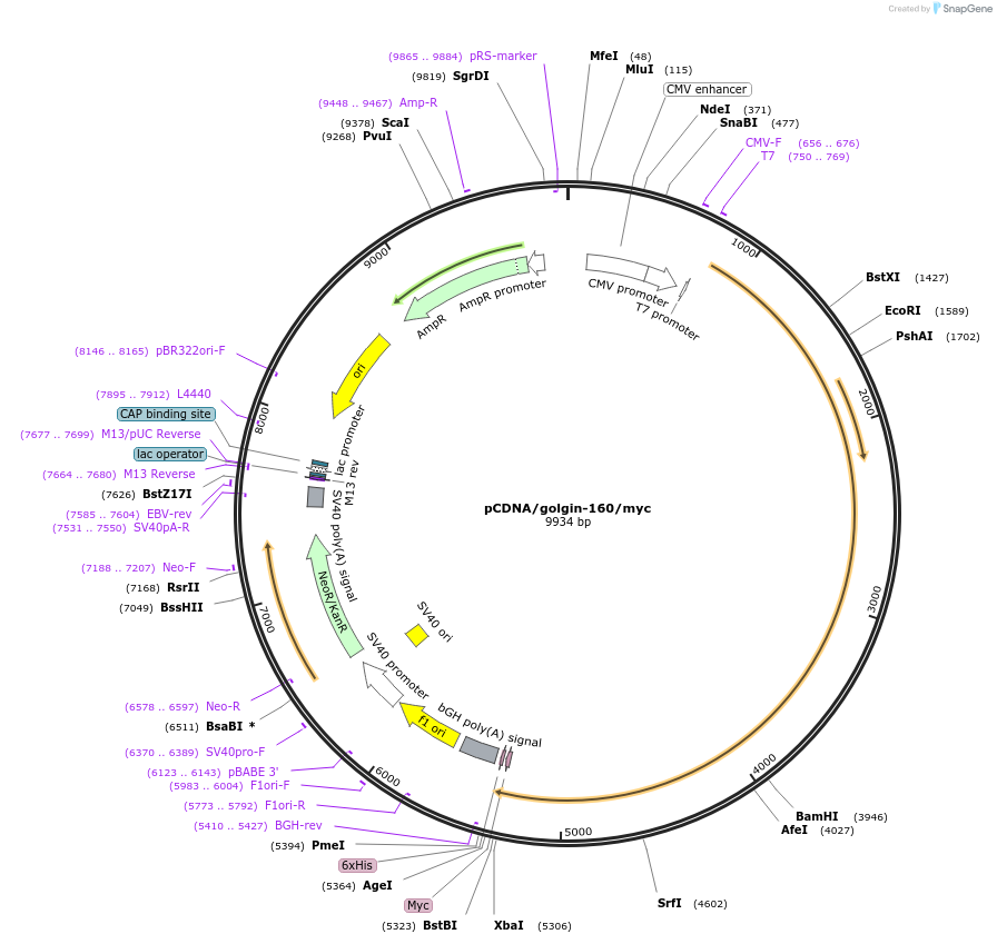 180632-plasmid-map-sequence-id-357461