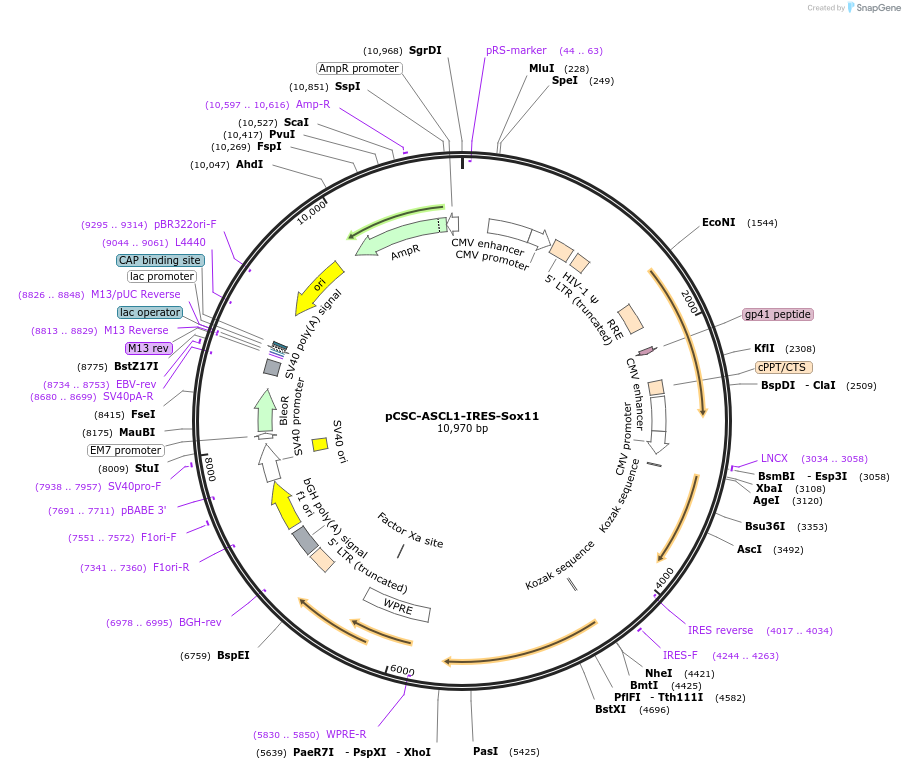 182234-plasmid-map-sequence-id-357466