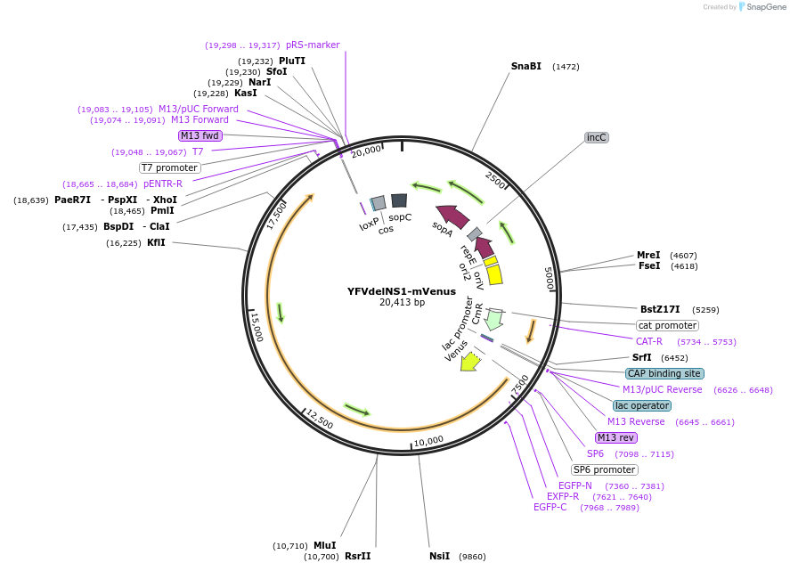179950-plasmid-map-sequence-id-357475