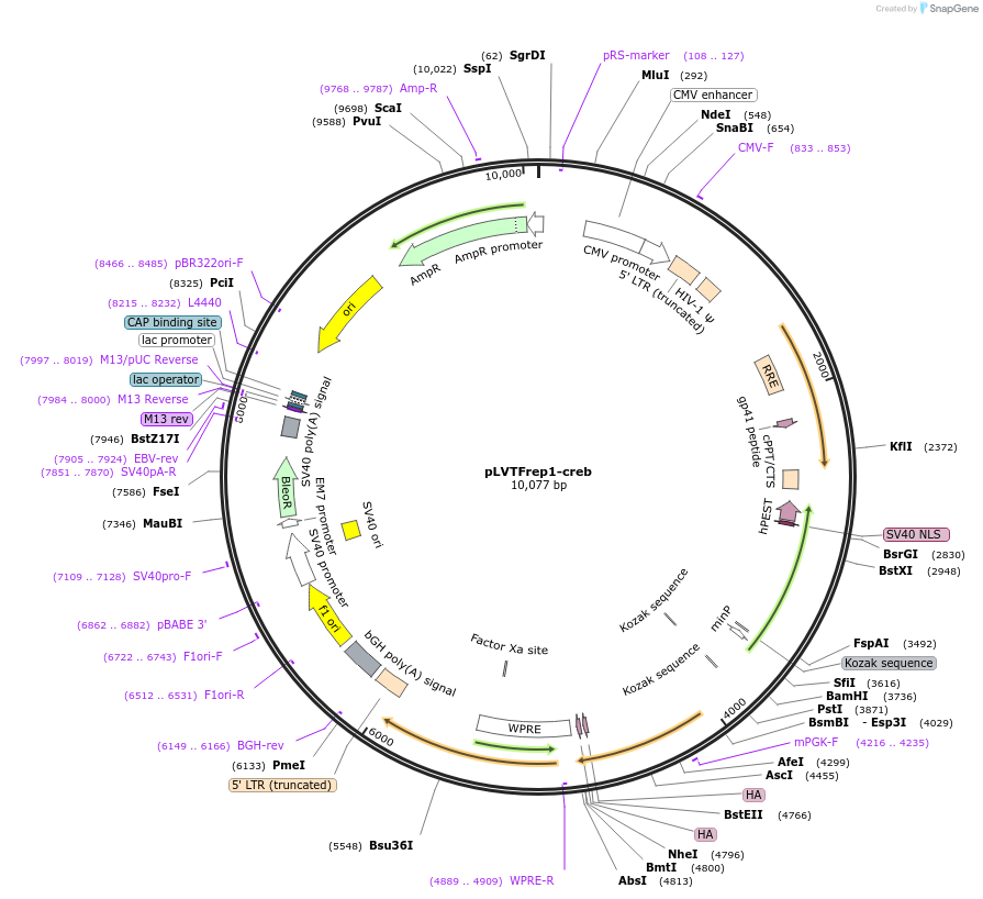 182054-plasmid-map-sequence-id-357490