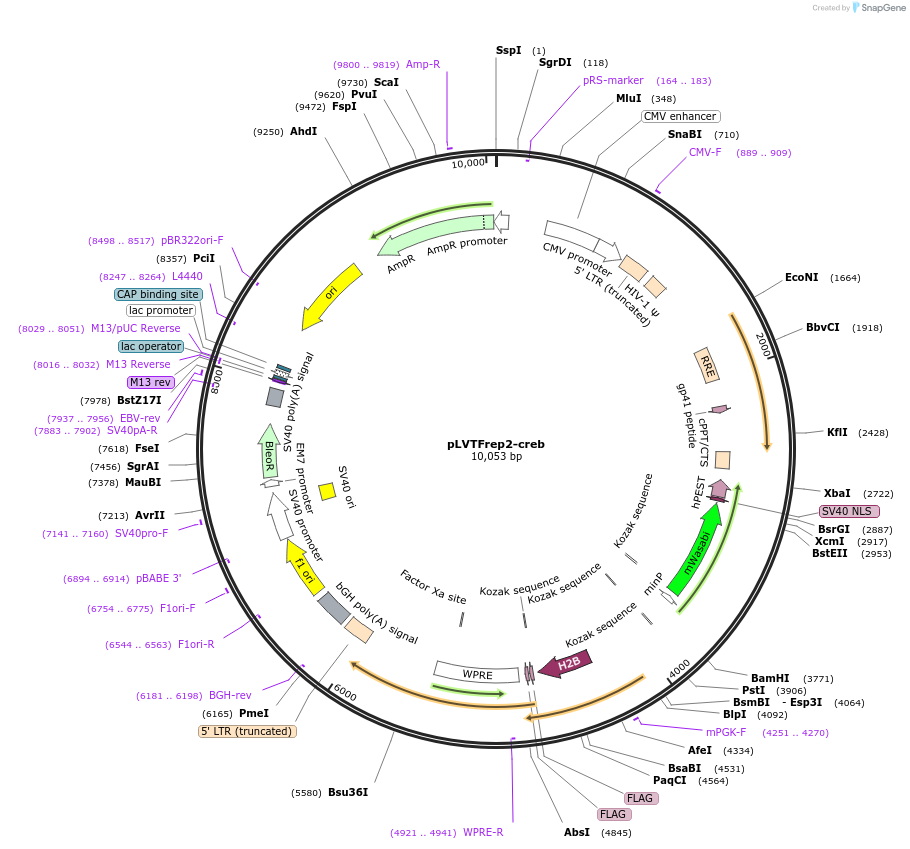 182055-plasmid-map-sequence-id-357493
