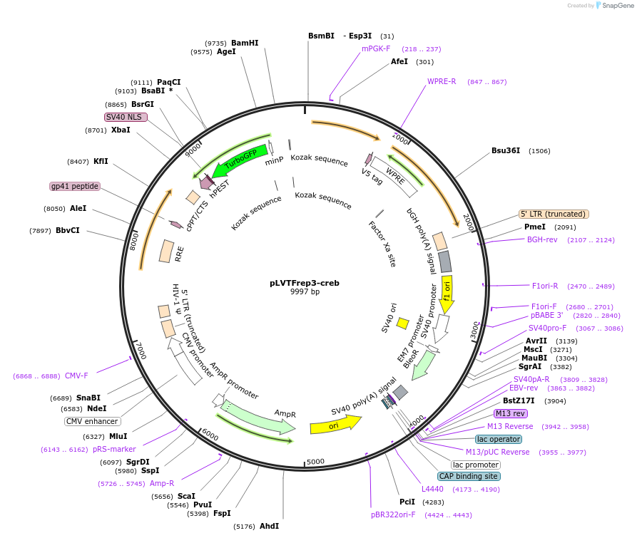 182056-plasmid-map-sequence-id-357494