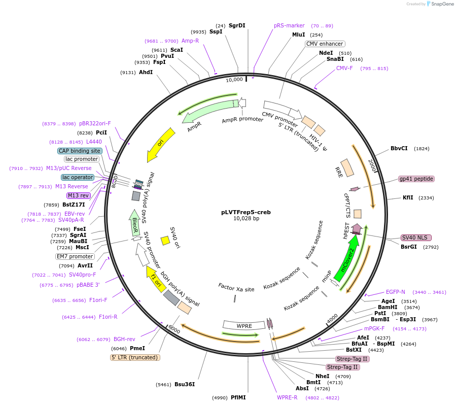 182058-plasmid-map-sequence-id-357498