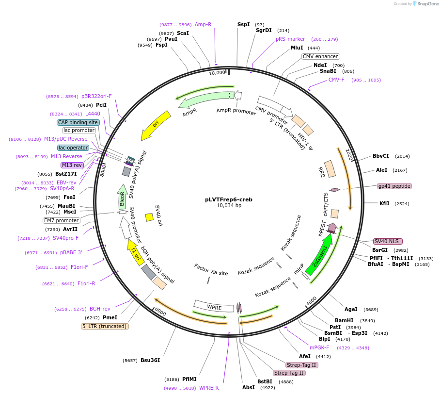 182059-plasmid-map-sequence-id-357500