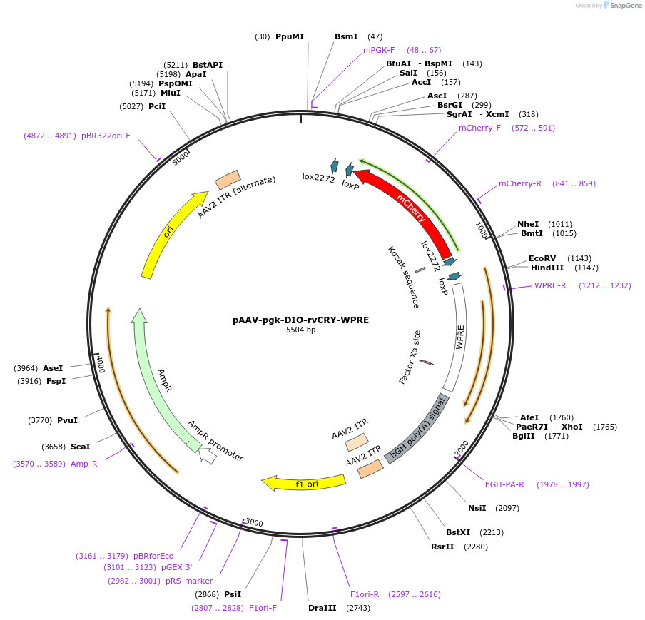 182060-plasmid-map-sequence-id-357501