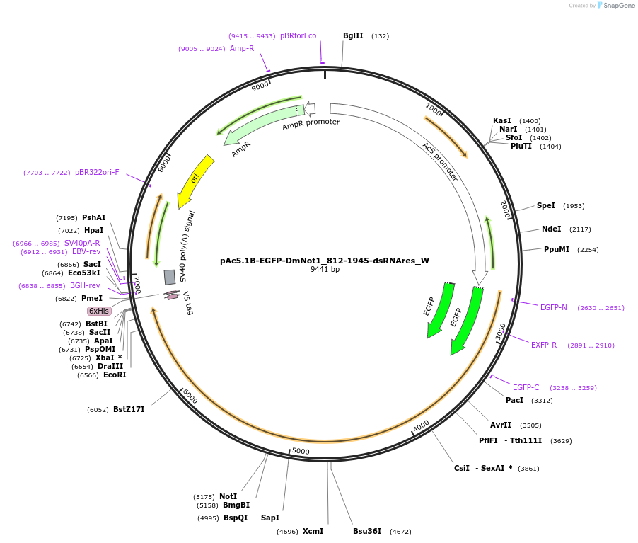 147845-plasmid-map-sequence-id-357560