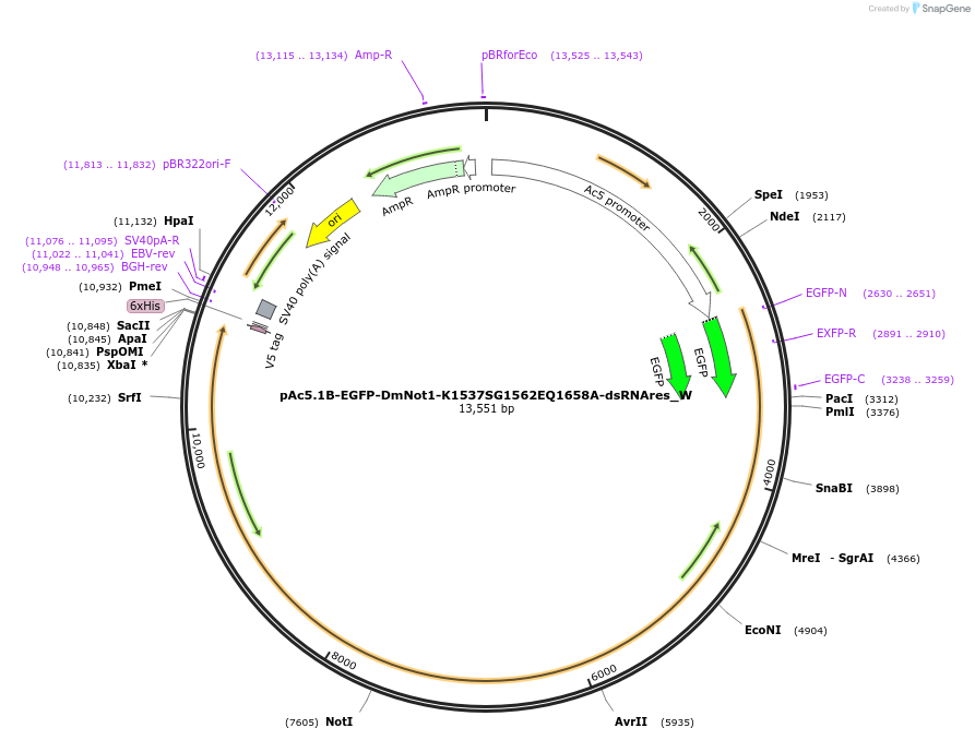147860-plasmid-map-sequence-id-357564