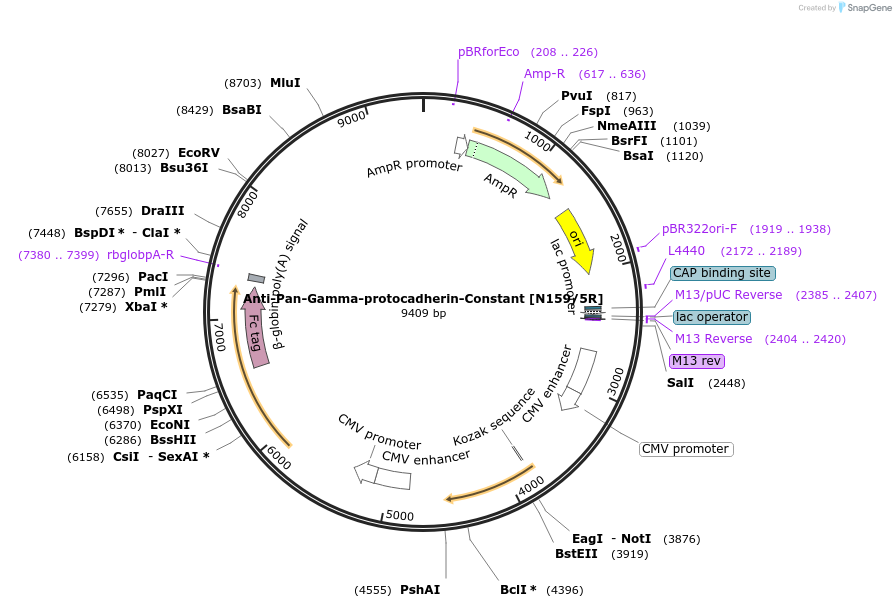 177503-plasmid-map-sequence-id-357576