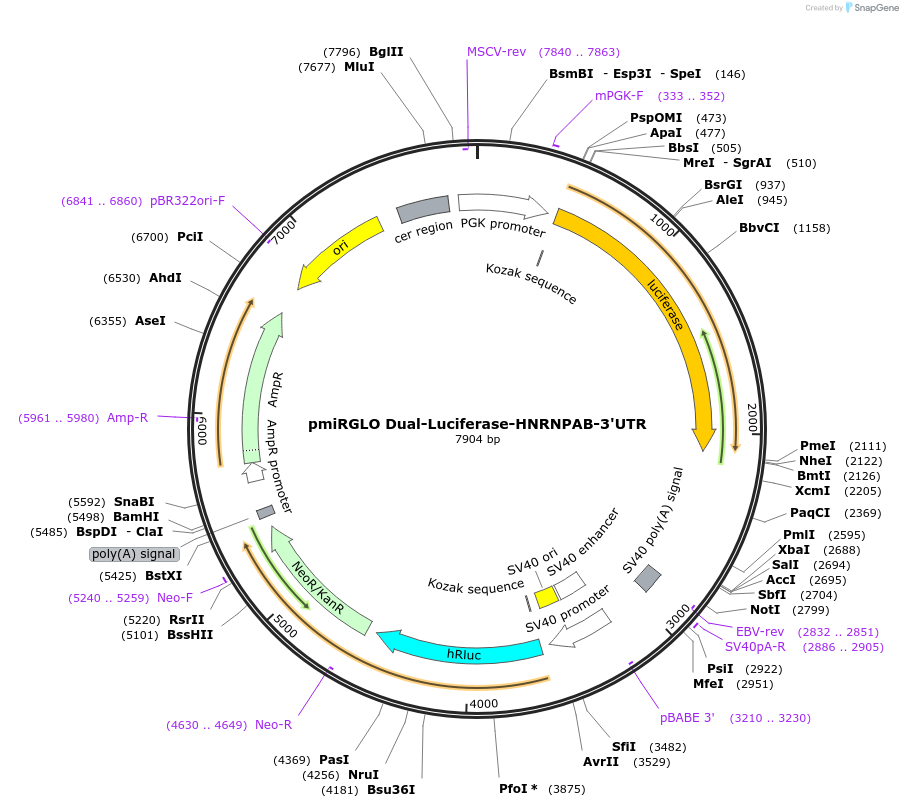 182249-plasmid-map-sequence-id-357578