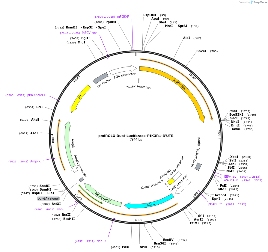 182252-plasmid-map-sequence-id-357579