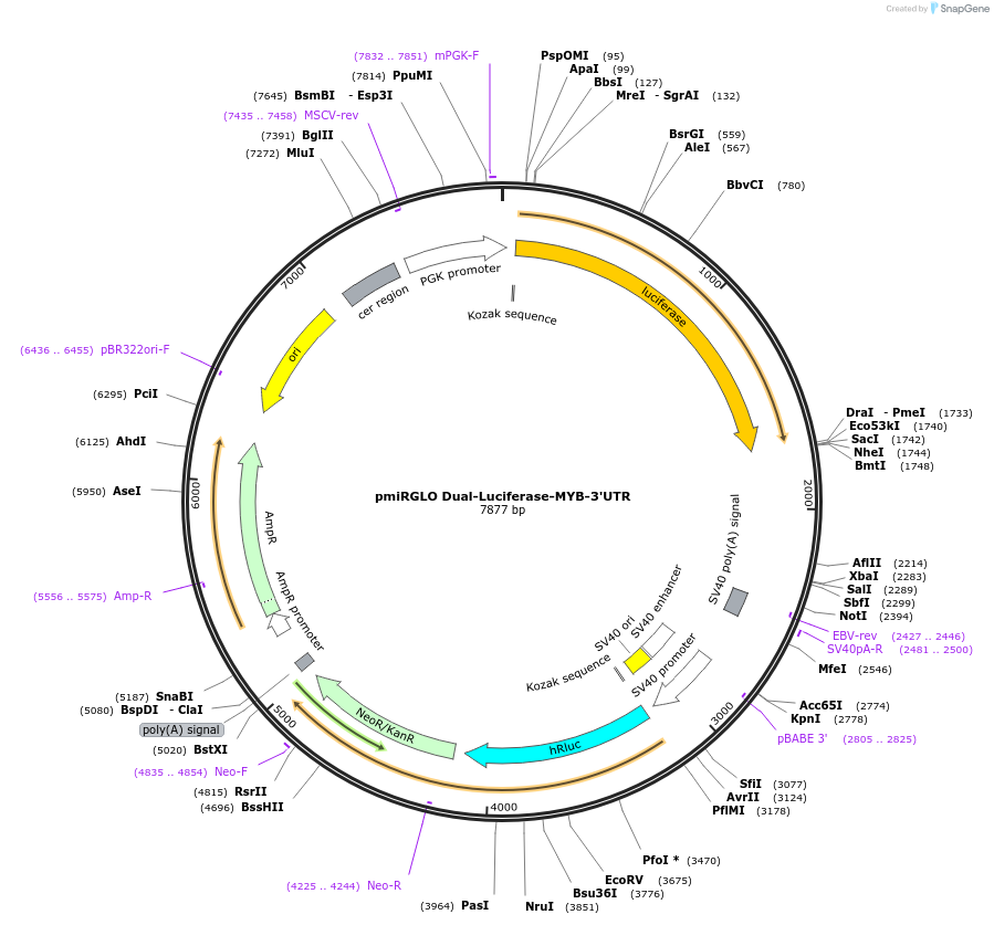 182250-plasmid-map-sequence-id-357586