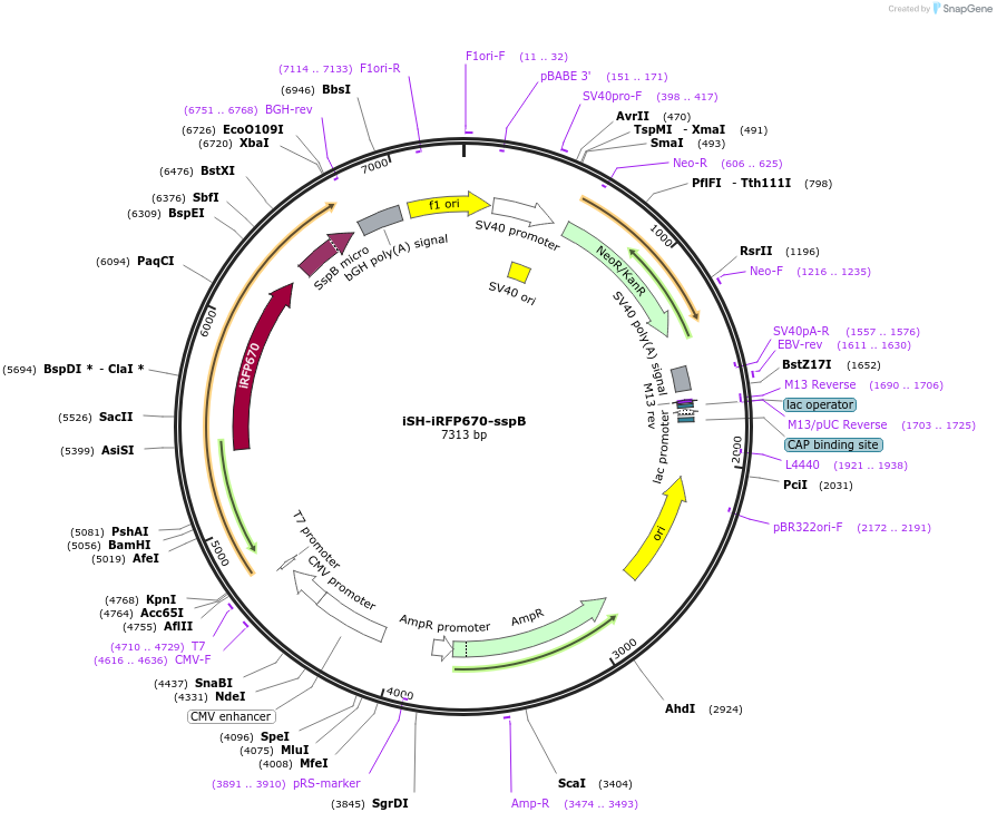 176102-plasmid-map-sequence-id-357592