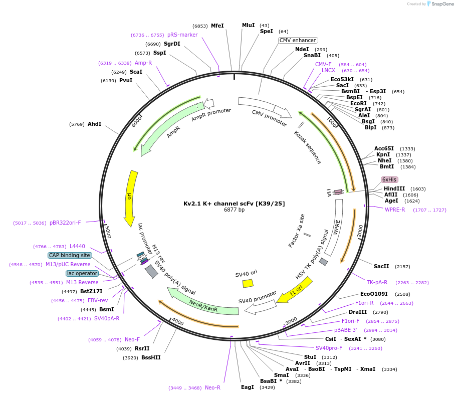 182067-plasmid-map-sequence-id-357607