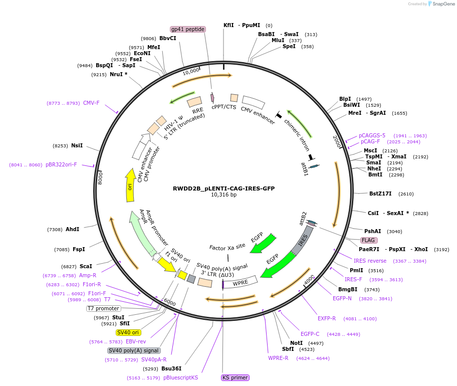 177001-plasmid-map-sequence-id-357609