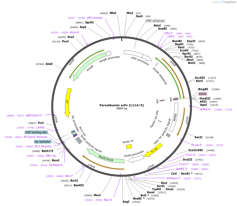 182072-plasmid-map-sequence-id-357610