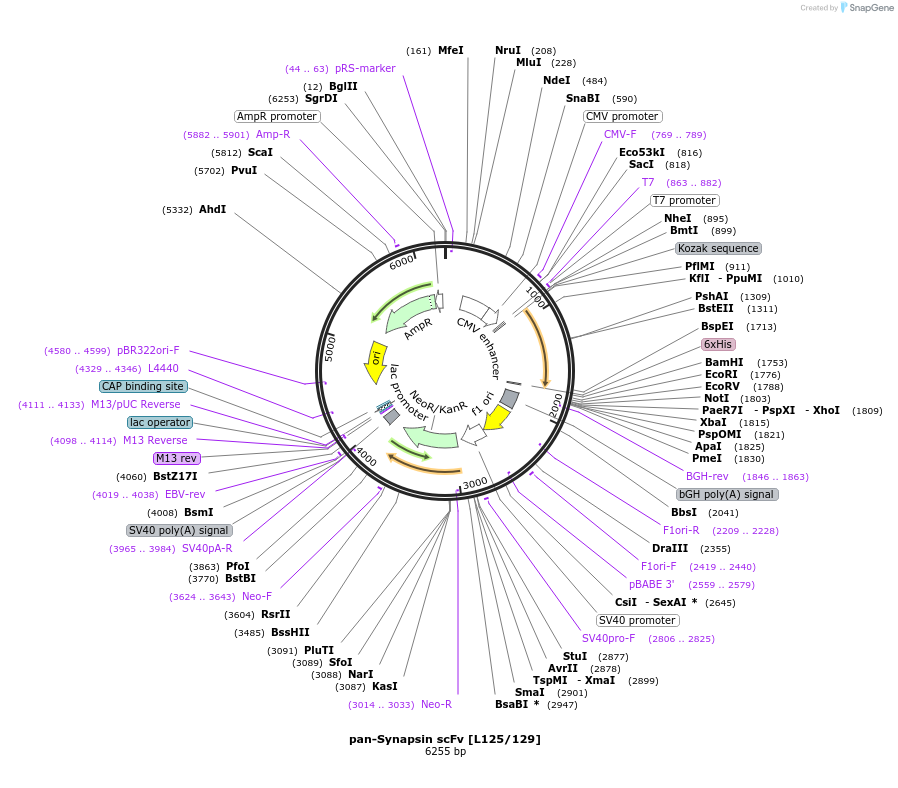 182079-plasmid-map-sequence-id-357620
