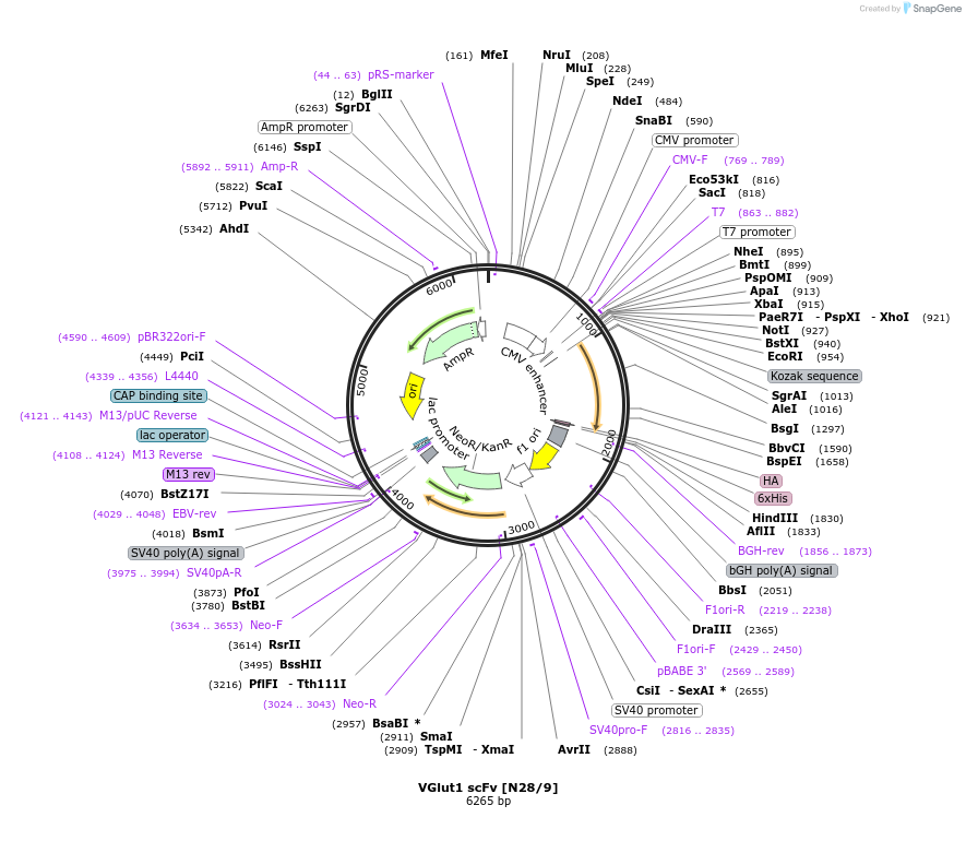 182084-plasmid-map-sequence-id-357621
